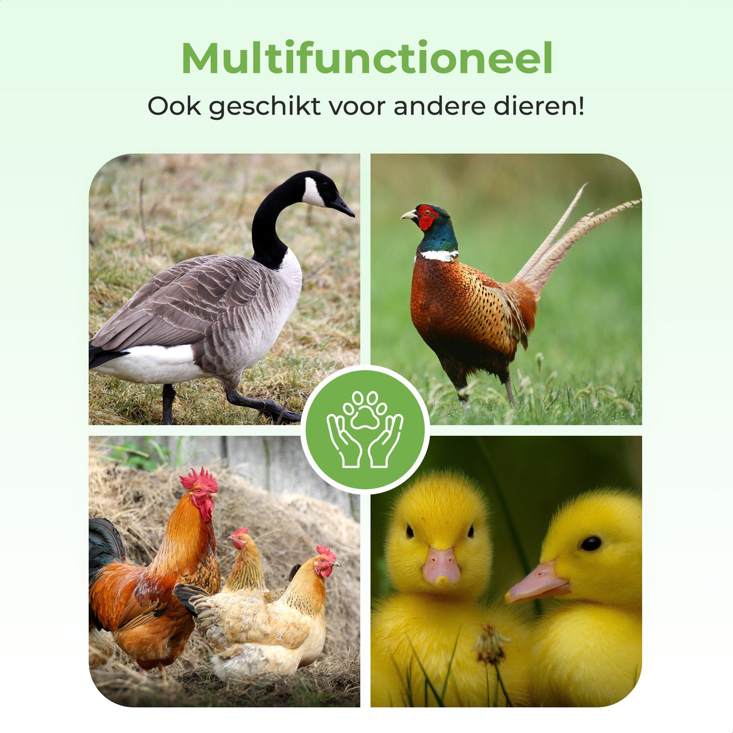 FAVE® Kippenluik ProGuard - Automatisch met timer