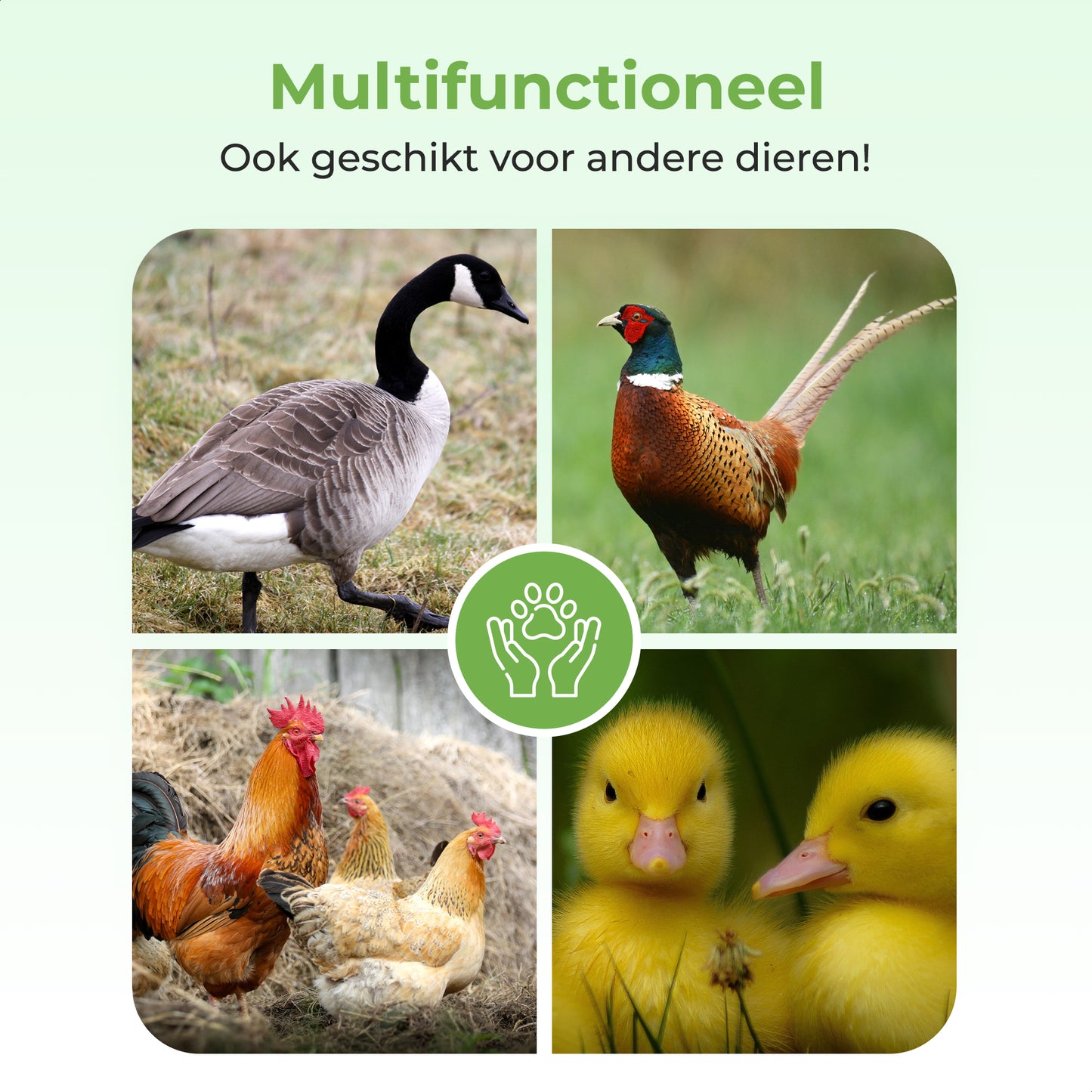 FAVE® Kippenluik ProGuard - Automatisch met sensor